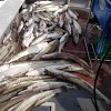 Box of Cod and Ling ready for cleaning . .